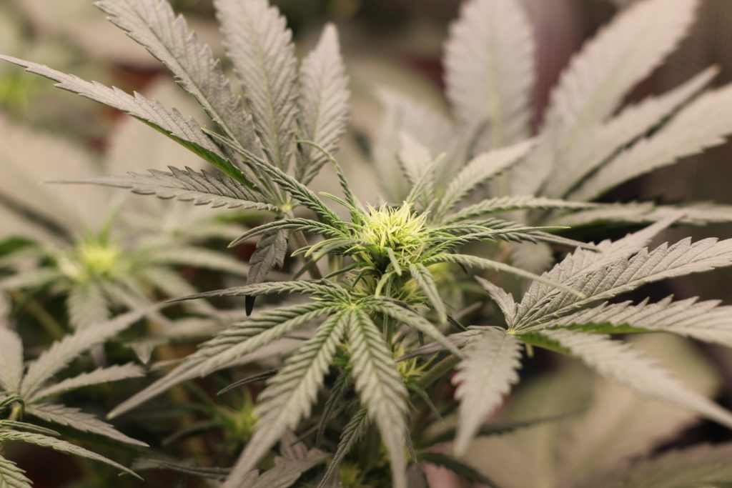 up close of green and brown marijuana plant, medical marijuana career