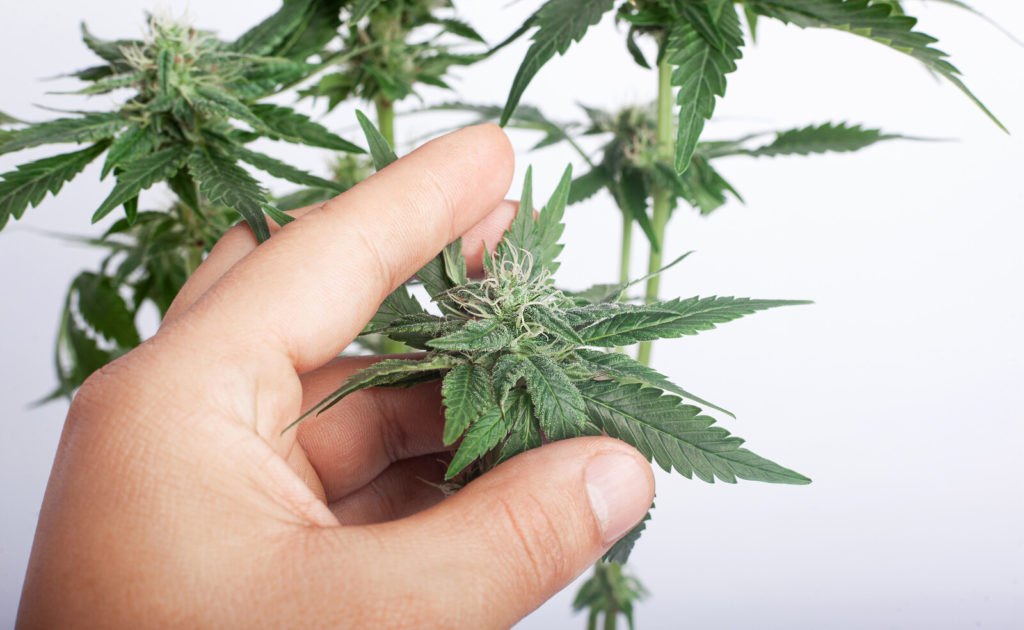 hand touching a green marijuana leaf, master grower job salary