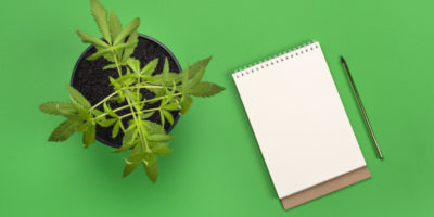 marijuana plant in a pot next to a notebook, online marijuana school for cannabis careers