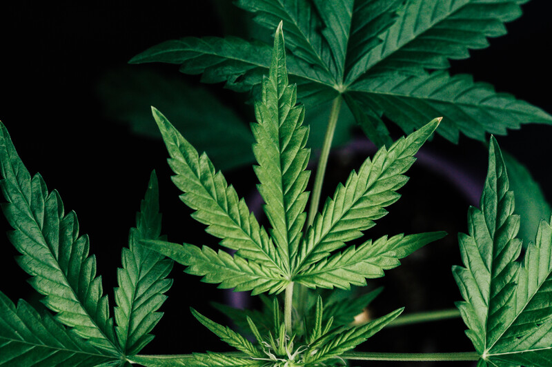 marijuana plants on black background, marijuana industry jobs