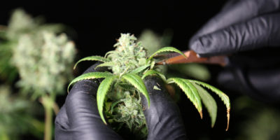 gloved hand hold a cannabis plant, cannabis cultivation jobs